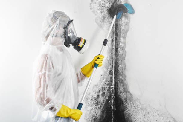Best Air Quality Testing for Mold Spores  in North Kensington, MD