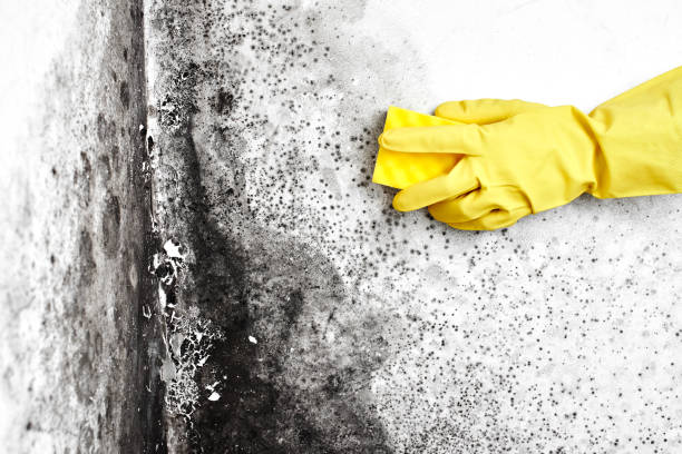 Best Commercial Mold Inspection  in North Kensington, MD