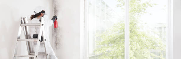 Best Basement Mold Removal  in North Kensington, MD